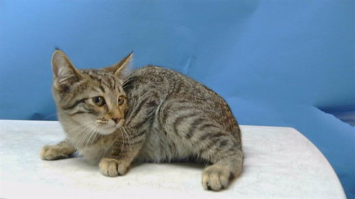 SILAS, Baby Domestic Short Hair (medium coat), cat for adoption in Paramount, California