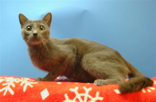 CHIQUITA, Adult Russian Blue (medium coat), cat for adoption in Paramount, California