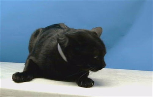 FUSH, Adult Domestic Short Hair (medium coat), cat for adoption in Torrance, California