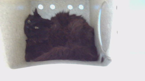 BADGER, Adult Domestic Short Hair (medium coat), cat for adoption in Torrance, California