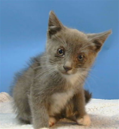 A5780011, Baby Domestic Short Hair (medium coat), cat for adoption in Torrance, California