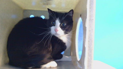 PELUCA, Adult Domestic Short Hair (medium coat), cat for adoption in Torrance, California