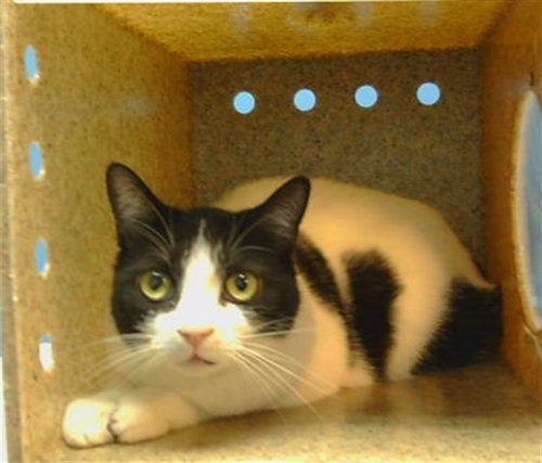 DIEGO, Adult Domestic Short Hair (medium coat), cat for adoption in Torrance, California