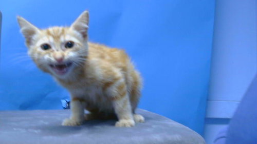 CHEDDAR