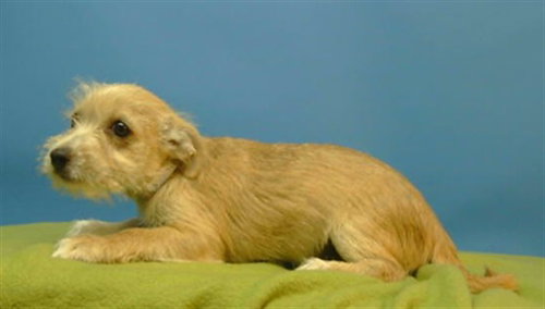 TIMON
