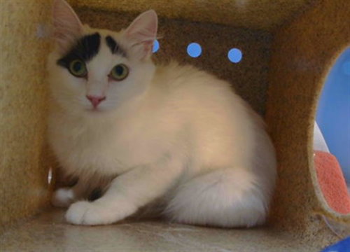 KIKI, Young Domestic Short Hair (medium coat), cat for adoption in Hawthorne, California