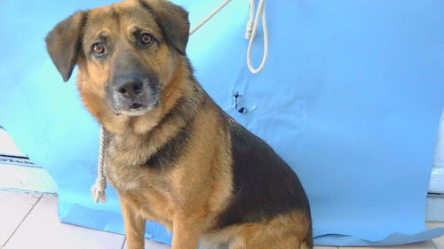ELDRICH, an adoptable German Shepherd Dog in Gardena, CA