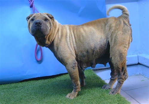 PHOEBE, an adoptable Chinese Shar-Pei in Gardena, CA
