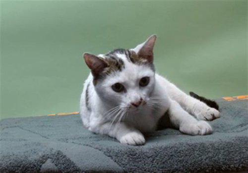 KITTY, Young Domestic Short Hair (medium coat), cat for adoption in Santa Clarita, California
