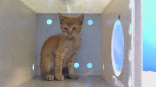 OLLIE, Baby Domestic Short Hair (medium coat), cat for adoption in Redondo Beach, California
