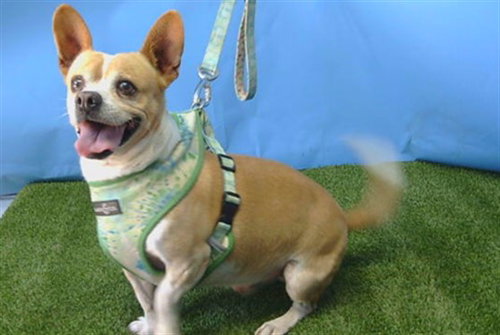 COCO, an adoptable Cardigan Welsh Corgi in Gardena, CA