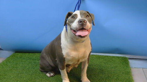 GIGI, an adoptable Pit Bull Terrier in Gardena, CA