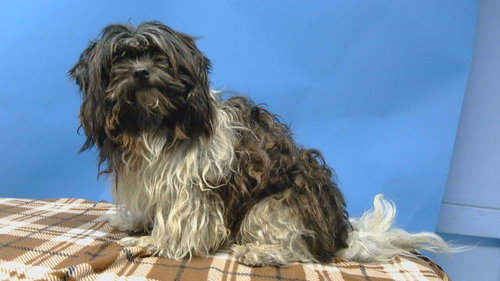 BREMBO, an adoptable Havanese in Gardena, CA