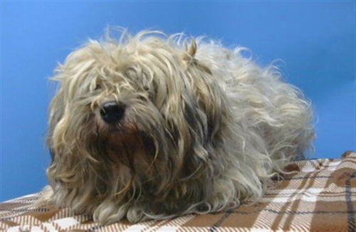 KOJI, an adoptable Havanese in Gardena, CA