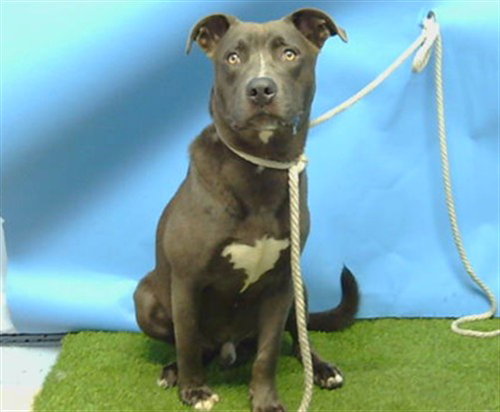 BALOO, an adoptable Labrador Retriever in Gardena, CA