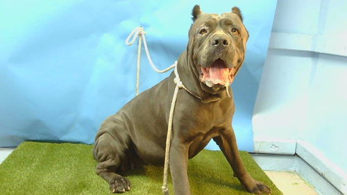 SASCHA, an adoptable Cane Corso Mastiff in Gardena, CA