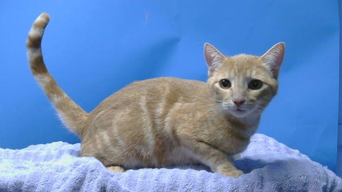 OLAF, an adoptable Domestic Short Hair in Gardena, CA