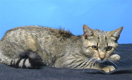 Leo