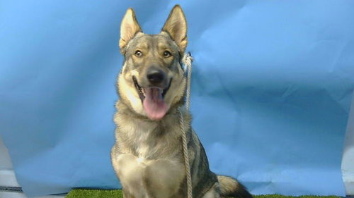 SHILOH, an adoptable German Shepherd Dog in Gardena, CA