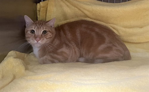 STITCH, an adoptable Domestic Short Hair in Gardena, CA