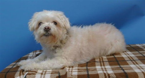 QUEENY, an adoptable Maltese in Gardena, CA
