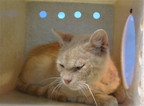 picture of the cat needing adoption