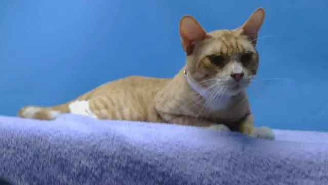 Razzy - Domestic Short Hair