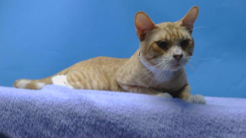 picture of the cat needing adoption