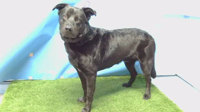 Lobo - Labrador Retriever