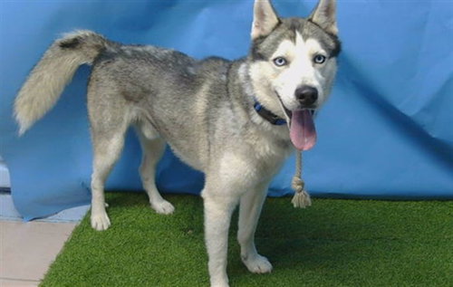 picture of the dog needing adoption