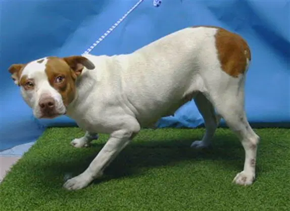 Unknown - Pit Bull Terrier