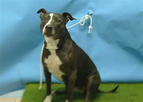 Darla - Pit Bull Terrier