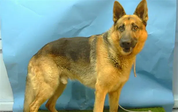 Brownie - German Shepherd Dog