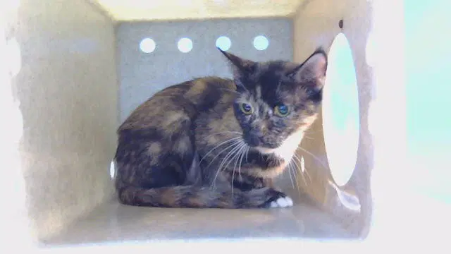 Pumpkin Patch - Domestic Short Hair