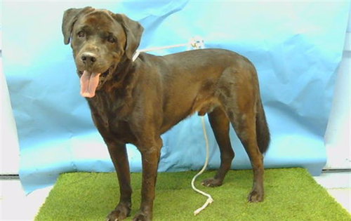picture of the dog needing adoption