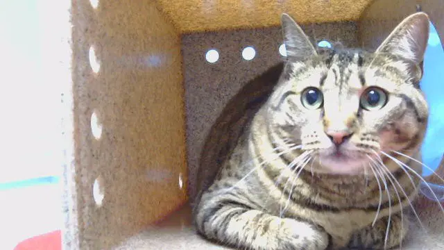 Kerbrose - Domestic Short Hair