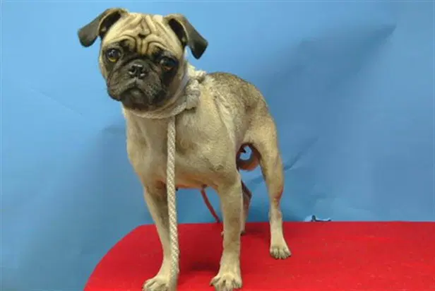 Trixie - Pug