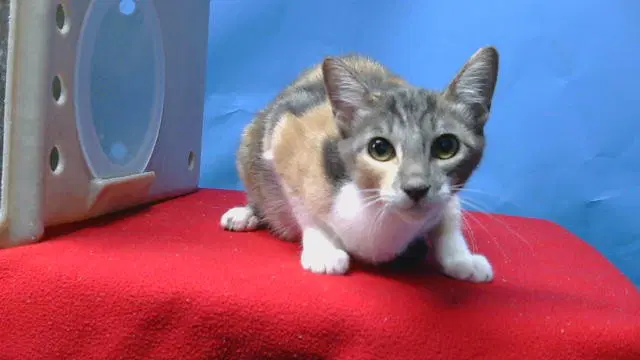 Spunkarita - Domestic Short Hair