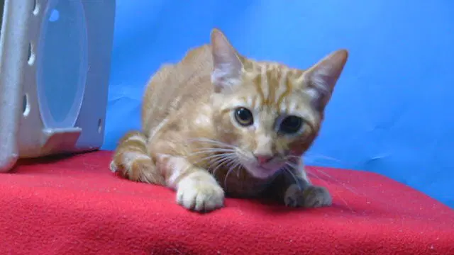 Smitty - Domestic Short Hair