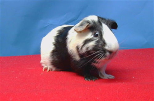 WILLY, a guinea pig for adoption from Los Angeles County Animal Control - Carson