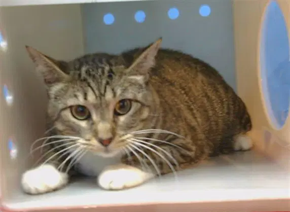 Maddie - Domestic Short Hair