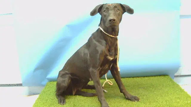 Cinch - Labrador Retriever