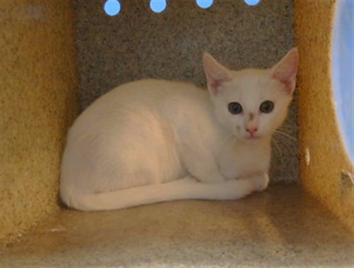 picture of the cat needing adoption