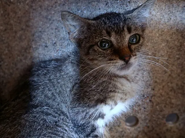 Unknown - Domestic Short Hair