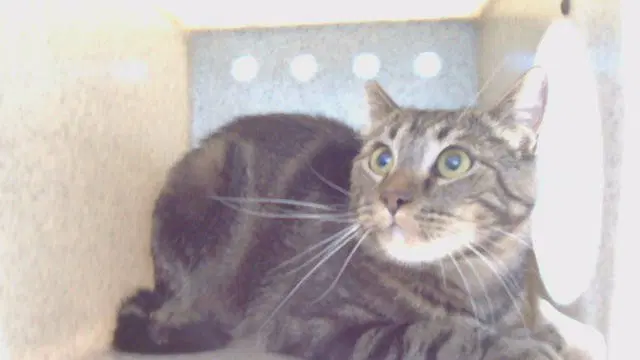 Cutie - Domestic Long Hair