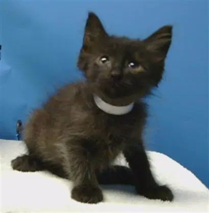 Binx - Domestic Medium Hair