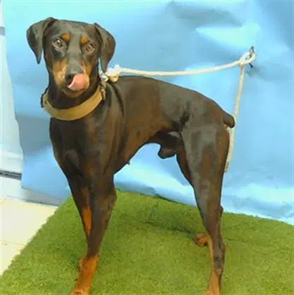 Rex - Doberman Pinscher