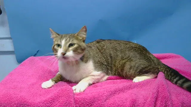 Sparky - Domestic Short Hair