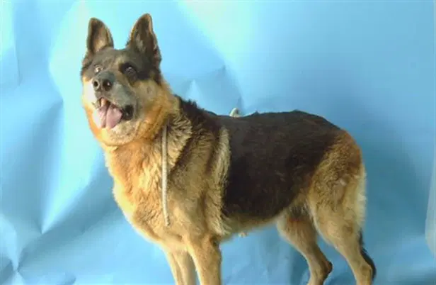 Unknown - German Shepherd Dog