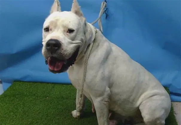 Leche - Dogo Argentino